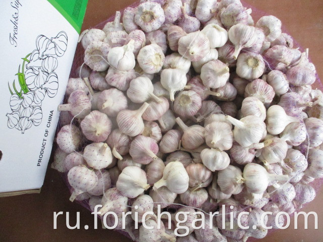 Normal Fresh Garlic